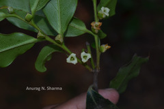 Diospyros angustifolia